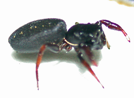 Metacyrba taeniola